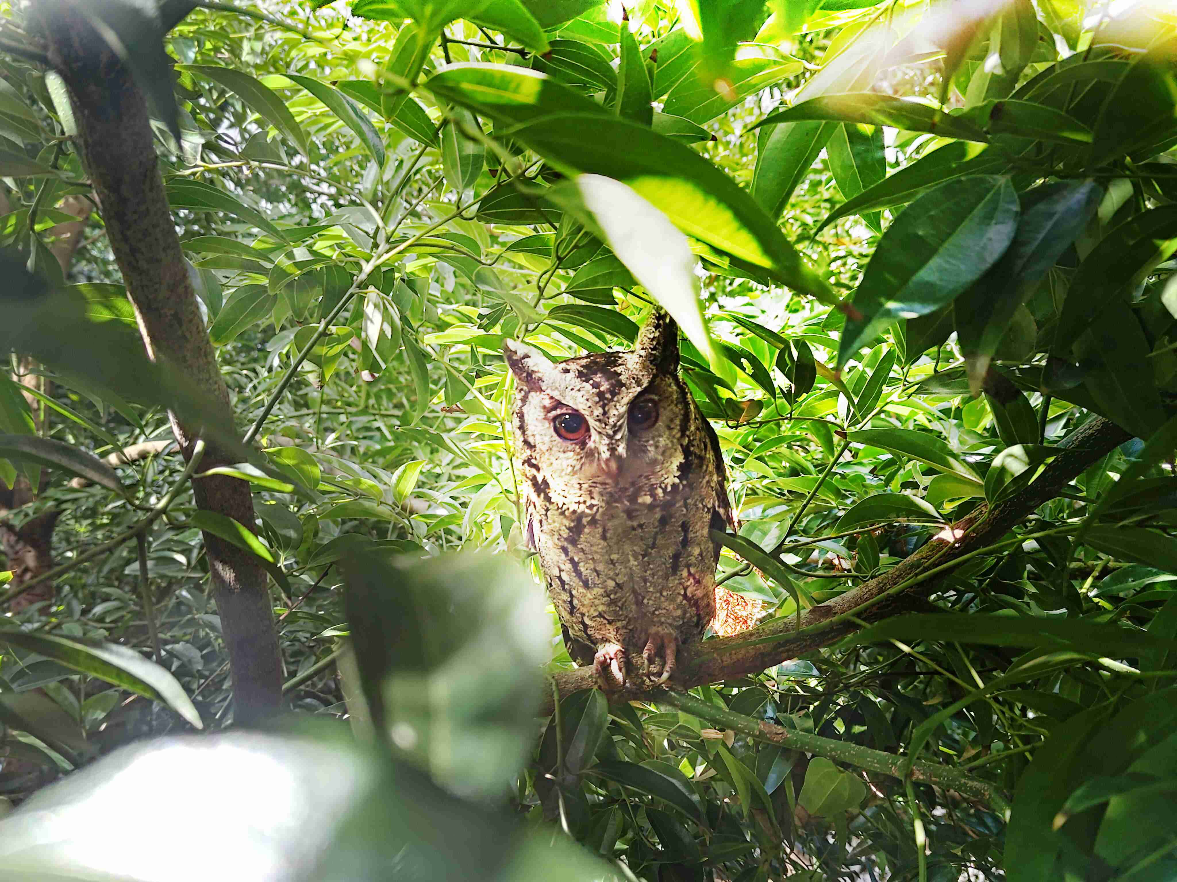 Wepay致力提倡净零绿生活，，，16年以来在全球各厂区植树逾百万棵，，，造就各厂区树木蔚然成林，，，，犹如森林工厂，，，成为许多生物的栖息地